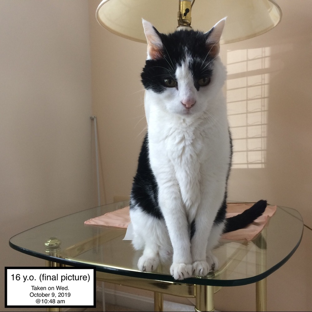 Pandy-Poo, my fur angel: 9/1/2003 - 11/11/2019😢😭 - Picture 7 of 8